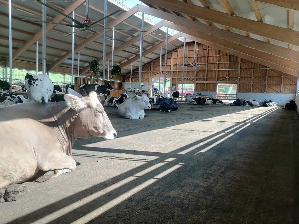 Demonstracijski projekt – primarna kmetijska proizvodnja, veterina in predelava živil na kmetijah – Sklop B: veterinarstvo